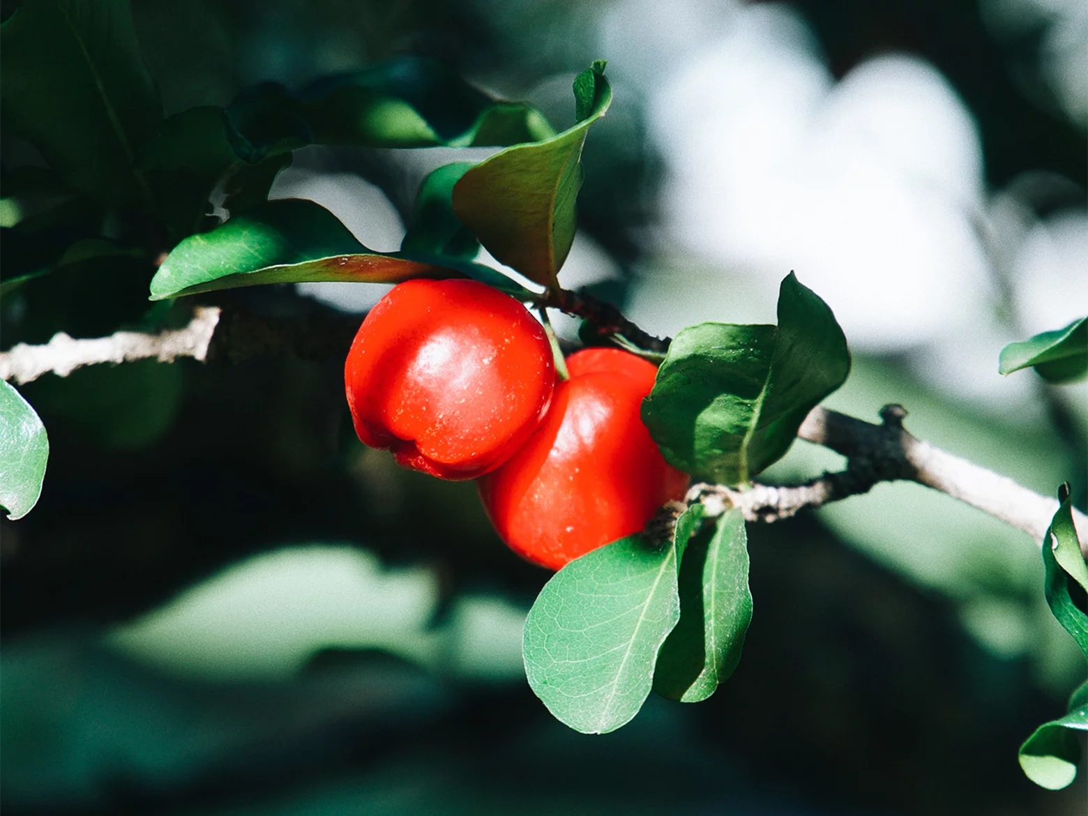 MoFerrin® 21~-~media--8721fb40--query@2x.511d743b